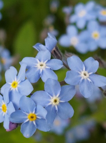 POMNĚNKA BAHENNÍ (Myosotis palustris) FOTO: Marta Knauerová