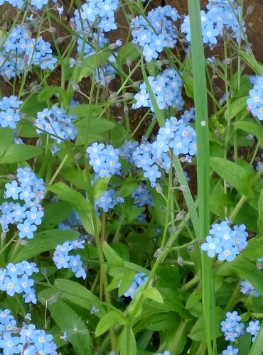 POMNĚNKA BAHENNÍ (Myosotis palustris) FOTO: Marta Knauerová