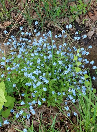 POMNĚNKA BAHENNÍ (Myosotis palustris) FOTO: Marta Knauerová