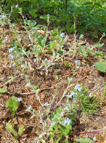 POMNĚNKA CHLUMNÍ (Myosotis ramosissima) FOTO: Marta Knauerová