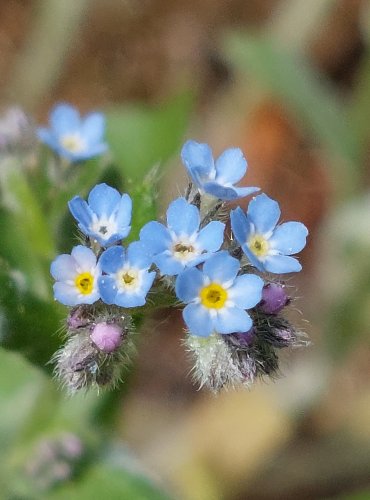 POMNĚNKA CHLUMNÍ (Myosotis ramosissima) FOTO: Marta Knauerová