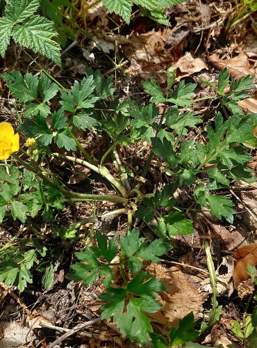 PRYSKYŘNÍK PLAZIVÝ (Ranunculus repens) FOTO: Marta Knauerová