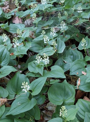 PSTROČEK DVOULISTÝ (Maianthemum bifolium) FOTO: Marta Knauerová