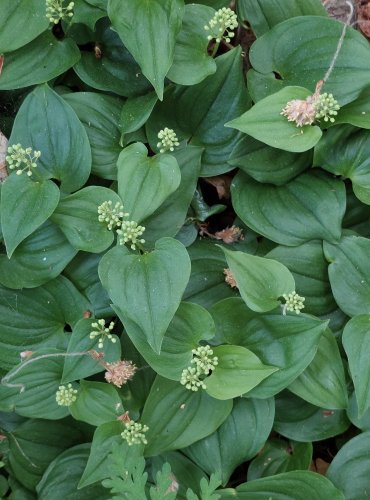 PSTROČEK DVOULISTÝ (Maianthemum bifolium) FOTO: Marta Knauerová