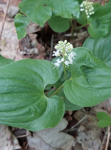 PSTROČEK DVOULISTÝ (Maianthemum bifolium) FOTO: Marta Knauerová