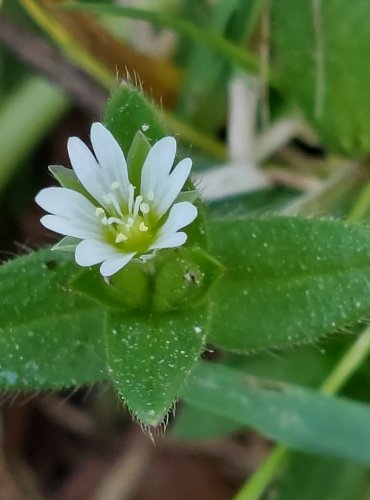 PTAČINEC PROSTŘEDNÍ (Stellaria media) tzv. PTAČINEC ŽABINEC