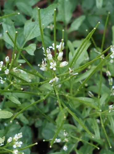 ŘEŘIŠNICE NEDŮTKLIVÁ (Cardamine flexuosa)FOTO: Marta Knauerová