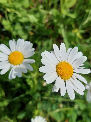 KOPRETINA BÍLÁ (Leucanthemum vulgare) FOTO: Marta Knauerová