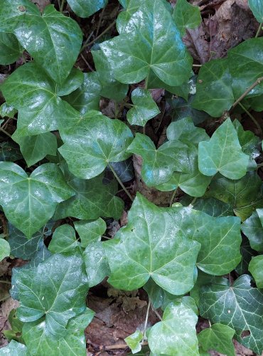 BŘEČŤAN POPÍNAVÝ (Hedera helix) FOTO: Marta Knauerová