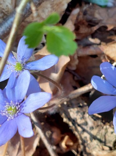 JATERNÍK PODLÉŠKA (Hepatica nobilis) FOTO: Marta Knauerová