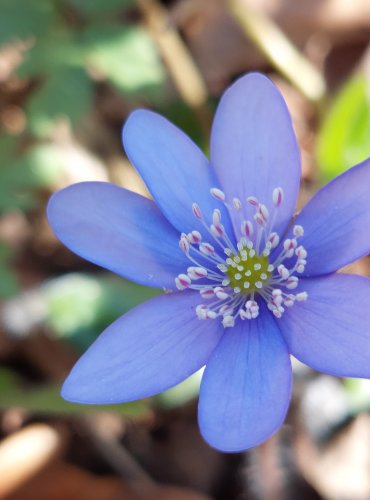 JATERNÍK PODLÉŠKA (Hepatica nobilis) FOTO: Marta Knauerová