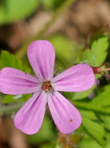 KAKOST SMRDUTÝ (Geranium robertianum) FOTO: Marta Knauerová