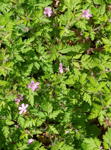 KAKOST SMRDUTÝ (Geranium robertianum) FOTO: Marta Knauerová