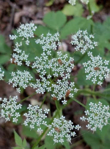 KERBLÍK LESNÍ (Anthriscus sylvestris) FOTO: Marta Knauerová