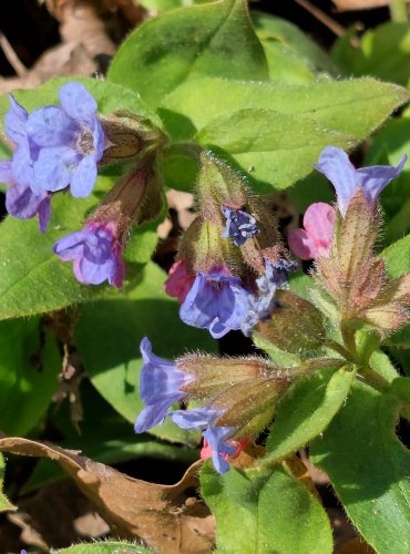 PLICNÍK LÉKAŘSKÝ (Pulmonaria officinalis) FOTO: Marta Knauerová