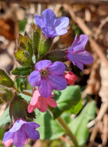 PLICNÍK LÉKAŘSKÝ (Pulmonaria officinalis) FOTO: Marta Knauerová