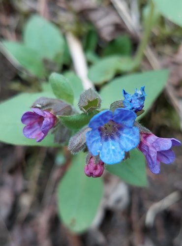 PLICNÍK LÉKAŘSKÝ (Pulmonaria officinalis) FOTO: Marta Knauerová