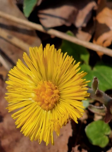 PODBĚL LÉKAŘSKÝ (Tussilago farfara) FOTO: Marta Knauerová