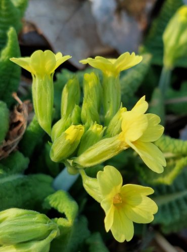 PRVOSENKA JARNÍ (Primula veris) FOTO: Marta Knauerová