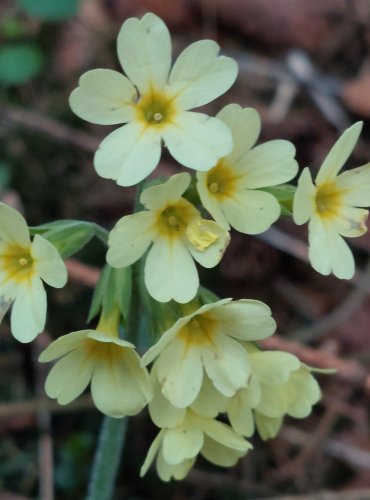 PRVOSENKA JARNÍ (Primula veris) FOTO: Marta Knauerová