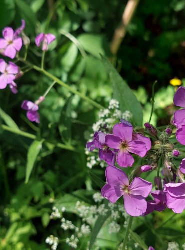 VEČERNICE VONNÁ (Hesperis matronalis) FOTO: Marta Knauerová