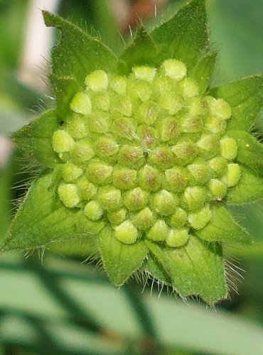 CHRASTAVEC ROLNÍ (Knautia arvensis) FOTO: Marta Knauerová