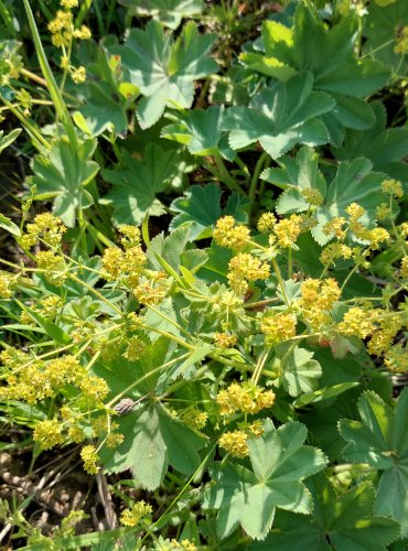 KONTRYHEL OBECNÝ (Alchemilla vulgaris) FOTO: Marta Knauerová