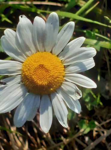 KOPRETINA BÍLÁ (Leucanthemum vulgare) FOTO: Marta Knauerová