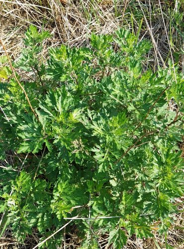 PELYNĚK ČERNOBÝL (Artemisia vulgaris) FOTO: Marta Knauerová
