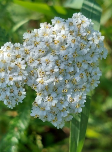 ŘEBŘÍČEK OBECNÝ (Achillea millefolium) FOTO: Marta Knauerová