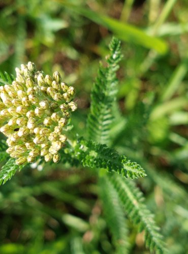 ŘEBŘÍČEK OBECNÝ (Achillea millefolium) FOTO: Marta Knauerová