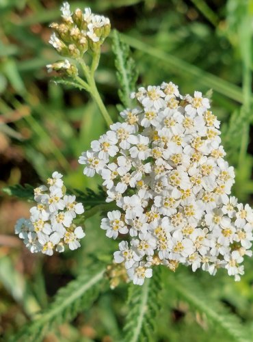 ŘEBŘÍČEK OBECNÝ (Achillea millefolium) FOTO: Marta Knauerová