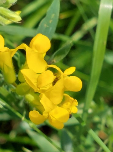 HRACHOR LUČNÍ (Lathyrus pratensis) FOTO: Marta Knauerová