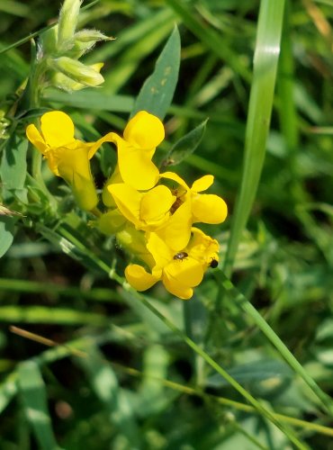 HRACHOR LUČNÍ (Lathyrus pratensis) FOTO: Marta Knauerová