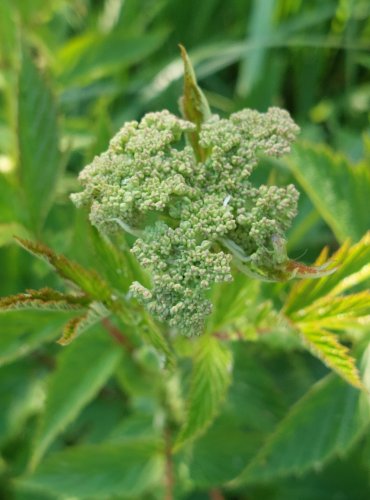 TUŽEBNÍK JILMOVÝ (Filipendula ulmaria) FOTO: Marta Knauerová