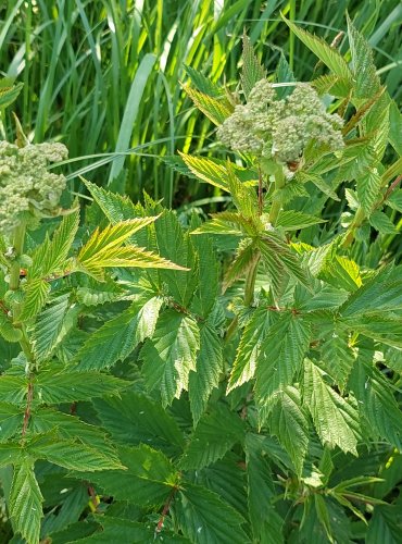 TUŽEBNÍK JILMOVÝ (Filipendula ulmaria) FOTO: Marta Knauerová