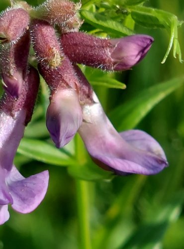 VIKEV PLOTNÍ (Vicia sepium) FOTO: Marta Knauerová