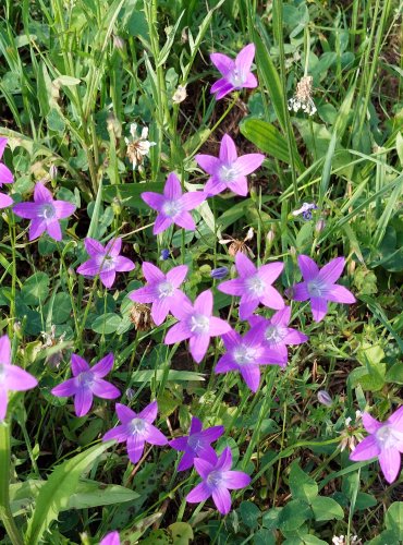 ZVONEK ROZKLADITÝ (Campanula patula) FOTO: Marta Knauerová