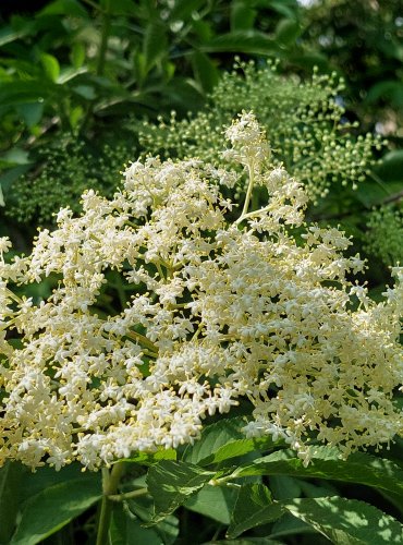 BEZ ČERNÝ (Sambucus nigra) FOTO: Marta Knauerová