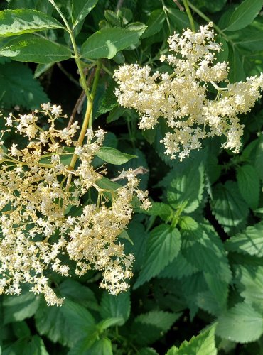 BEZ ČERNÝ (Sambucus nigra) FOTO: Marta Knauerová