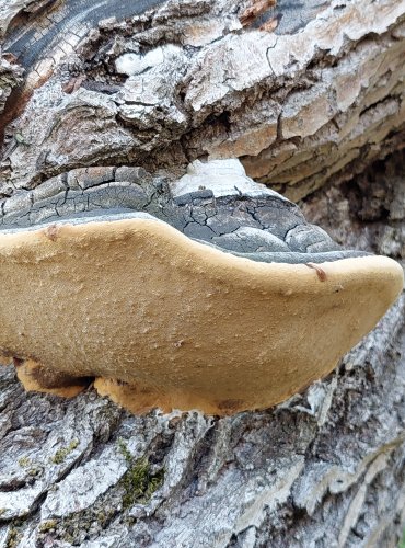 OHŇOVEC OBECNÝ (Phellinus igniarius) FOTO: Martin Kříž