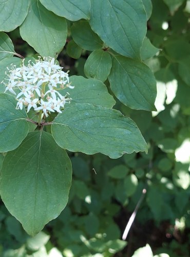 SVÍDA KRVAVÁ (Cornus sanguinea) FOTO: Marta Knauerová