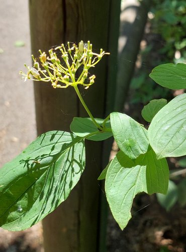 SVÍDA KRVAVÁ (Cornus sanguinea) FOTO: Marta Knauerová