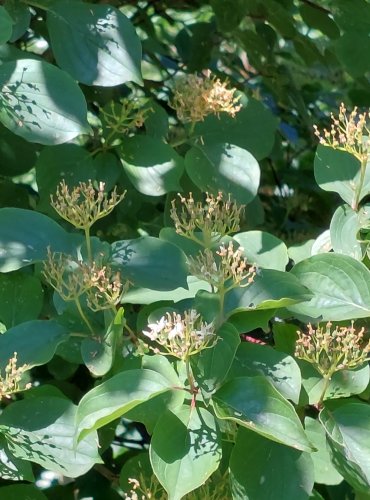 SVÍDA KRVAVÁ (Cornus sanguinea) FOTO: Marta Knauerová