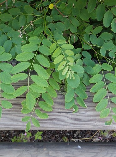 TRNOVNÍK AKÁT (Robinia psudoacacia) FOTO: Marta Knauerová