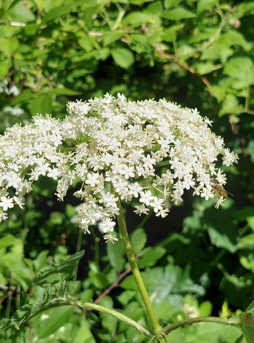 BEZ ČERNÝ (Sambucus nigra) FOTO: Marta Knauerová