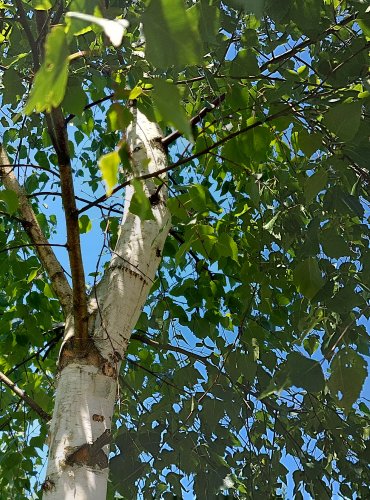 BŘÍZA BĚLOKORÁ (Betula pendula) FOTO: Marta Knauerová