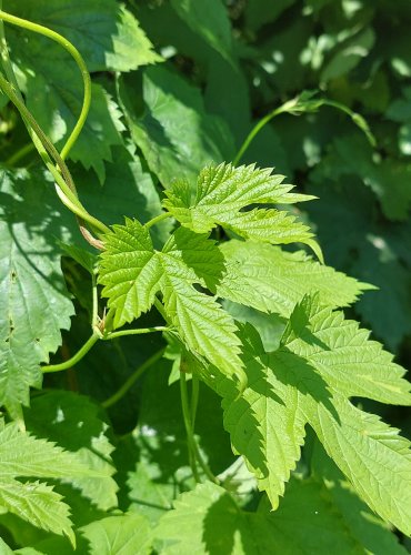 CHMEL OTÁČIVÝ (Humulus lupulus) FOTO: Marta Knauerová