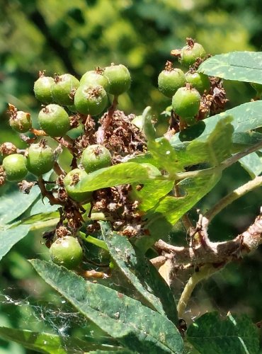 JEŘÁB PTAČÍ (Sorbus aucuparia) – NEZRALÉ PLODENSTVÍ – FOTO: Marta Knauerová