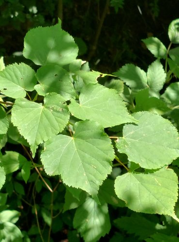 LÍPA SRDČITÁ (Tilia cordata) FOTO: Marta Knauerová